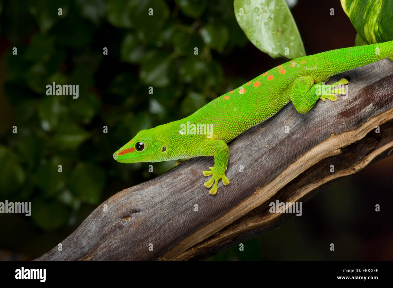 madagascar giant day gecko (Phelsuma madagascariensis grandis, Phelsuma grandis), on a twig Stock Photo