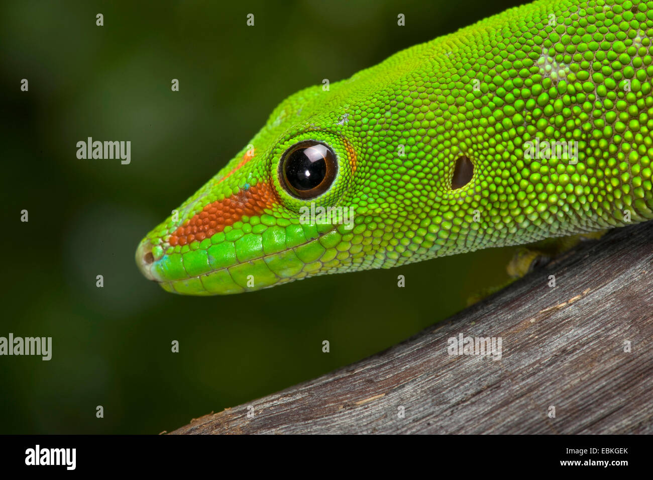 madagascar giant day gecko (Phelsuma madagascariensis grandis, Phelsuma grandis), portrait, side view Stock Photo