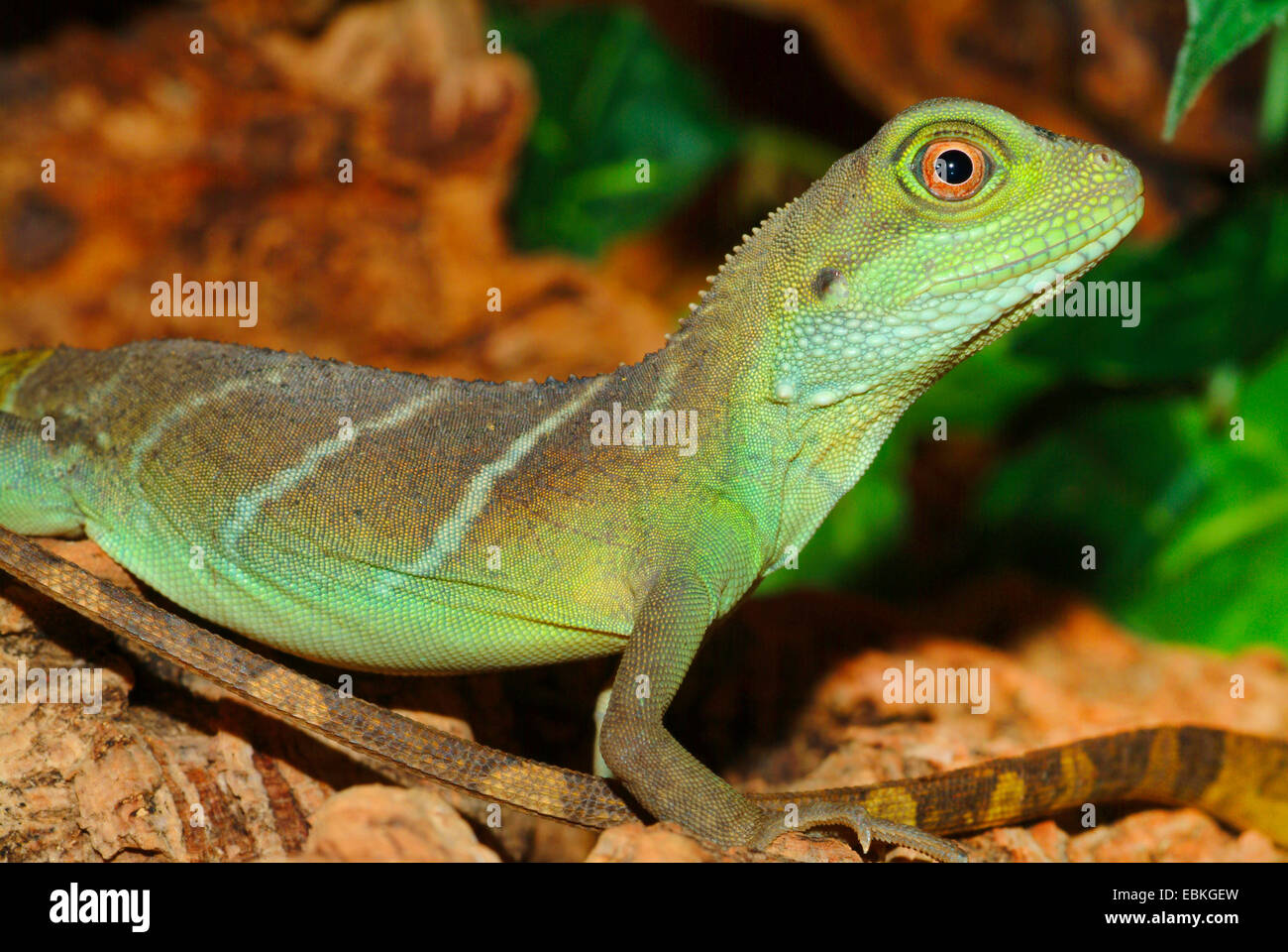 Water Dragon, Green Water Dragon, Chinese Water Dragon, Thai Water