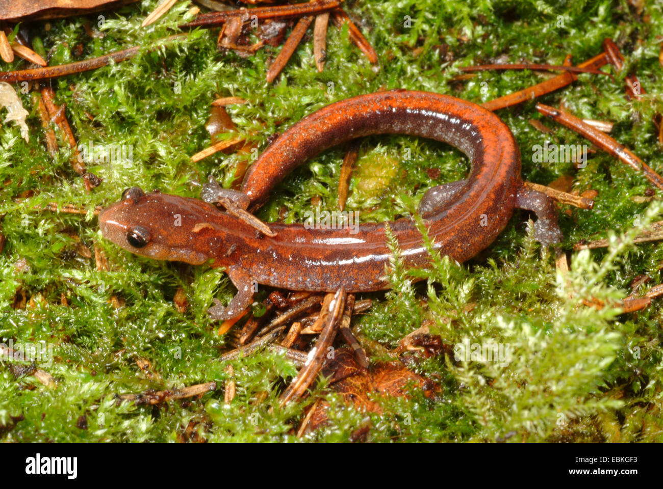Lungless salamanders hires stock photography and images Alamy