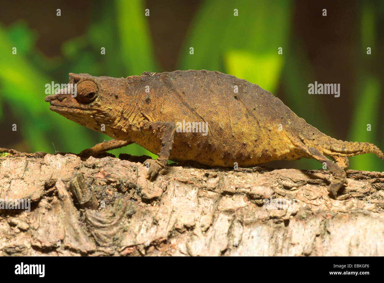 Spectral pygmy chameleons hi-res stock photography and images - Alamy