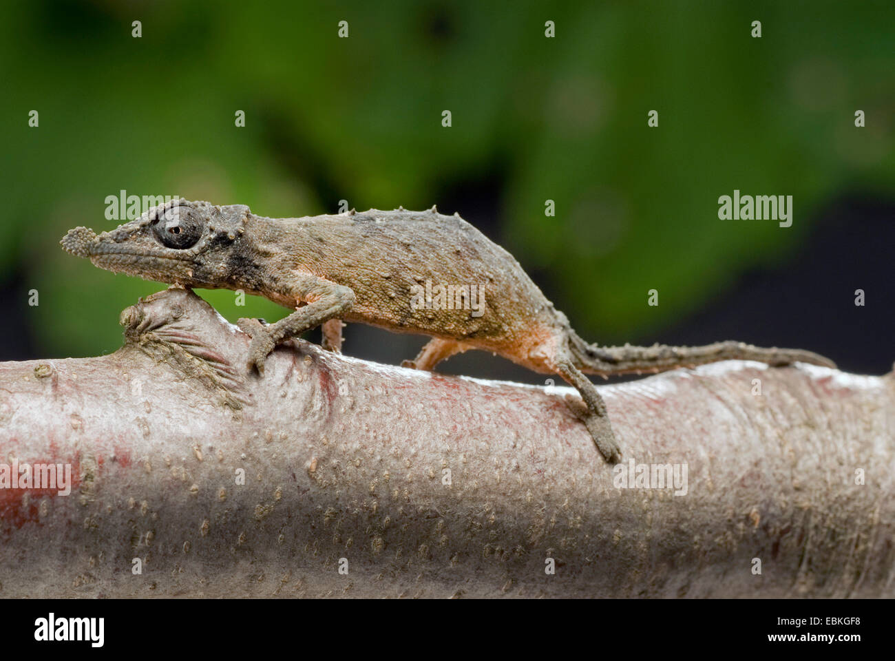 Rosette-nosed pygmy chameleon (Rhampholeon spinosus), on a branch Stock Photo