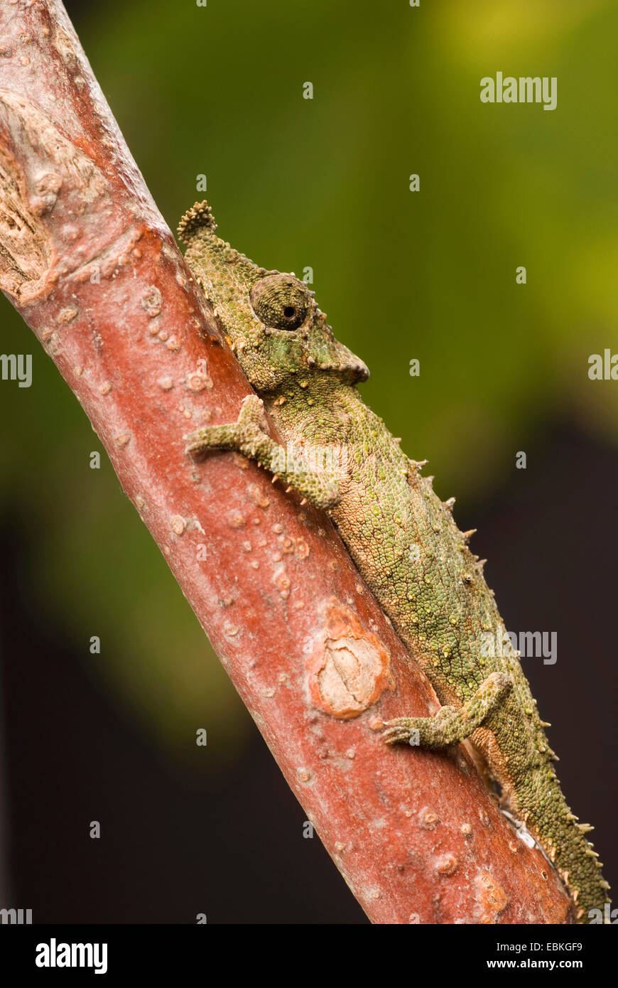 Rosette-nosed pygmy chameleon (Rhampholeon spinosus), on a branch Stock Photo