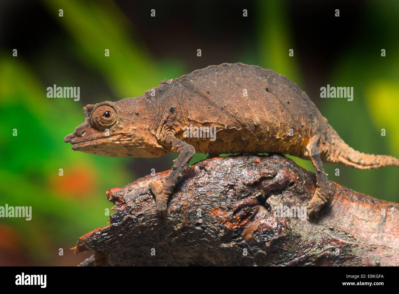 Leaf chameleon, Cameroon stumptail chameleon, Spectral Pygmy Chameleon (Rhampholeon spectrum), on a branch Stock Photo