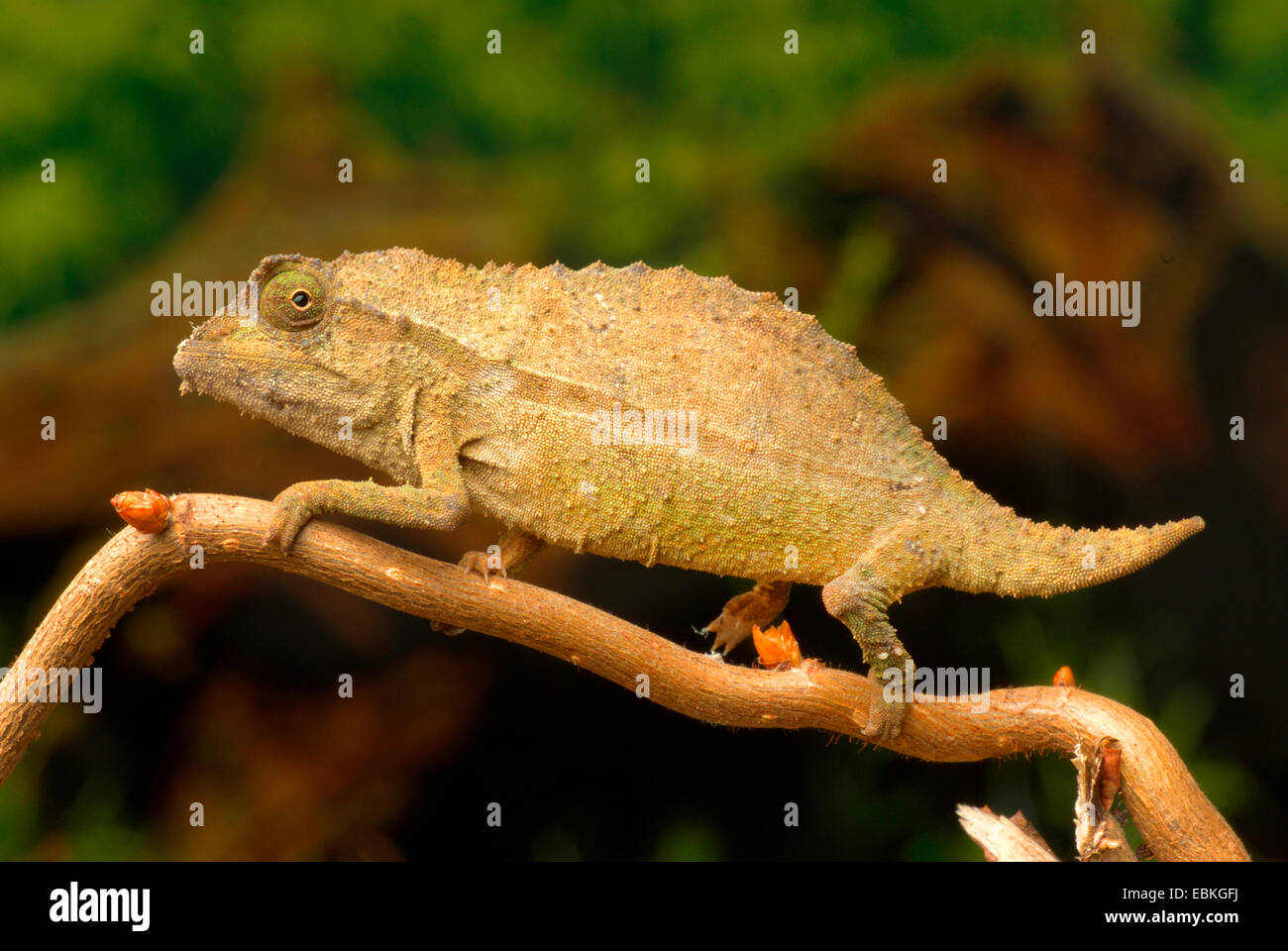 Stump Tailed Chameleon (Rieppeleon brevicaudatus), on an branch Stock Photo