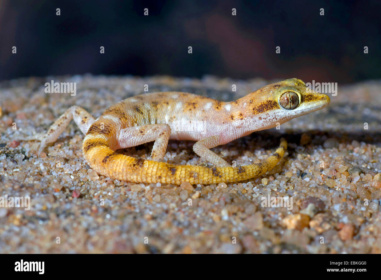 Steudner's Gecko, Pigmy Gecko (Tropiocolotes steudneri), sitting on sand Stock Photo