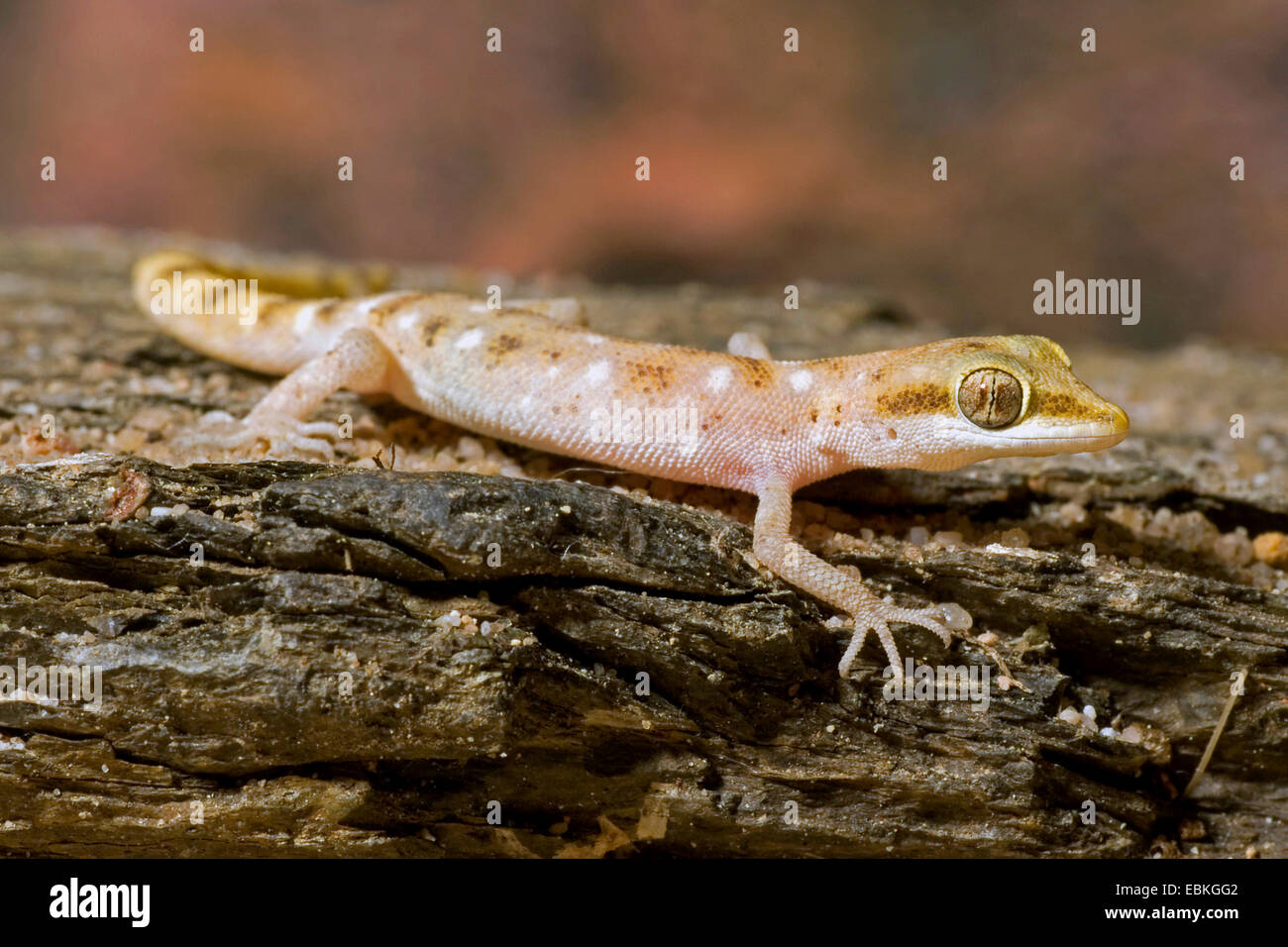 Steudner's Gecko, Pigmy Gecko (Tropiocolotes steudneri), on bark Stock Photo