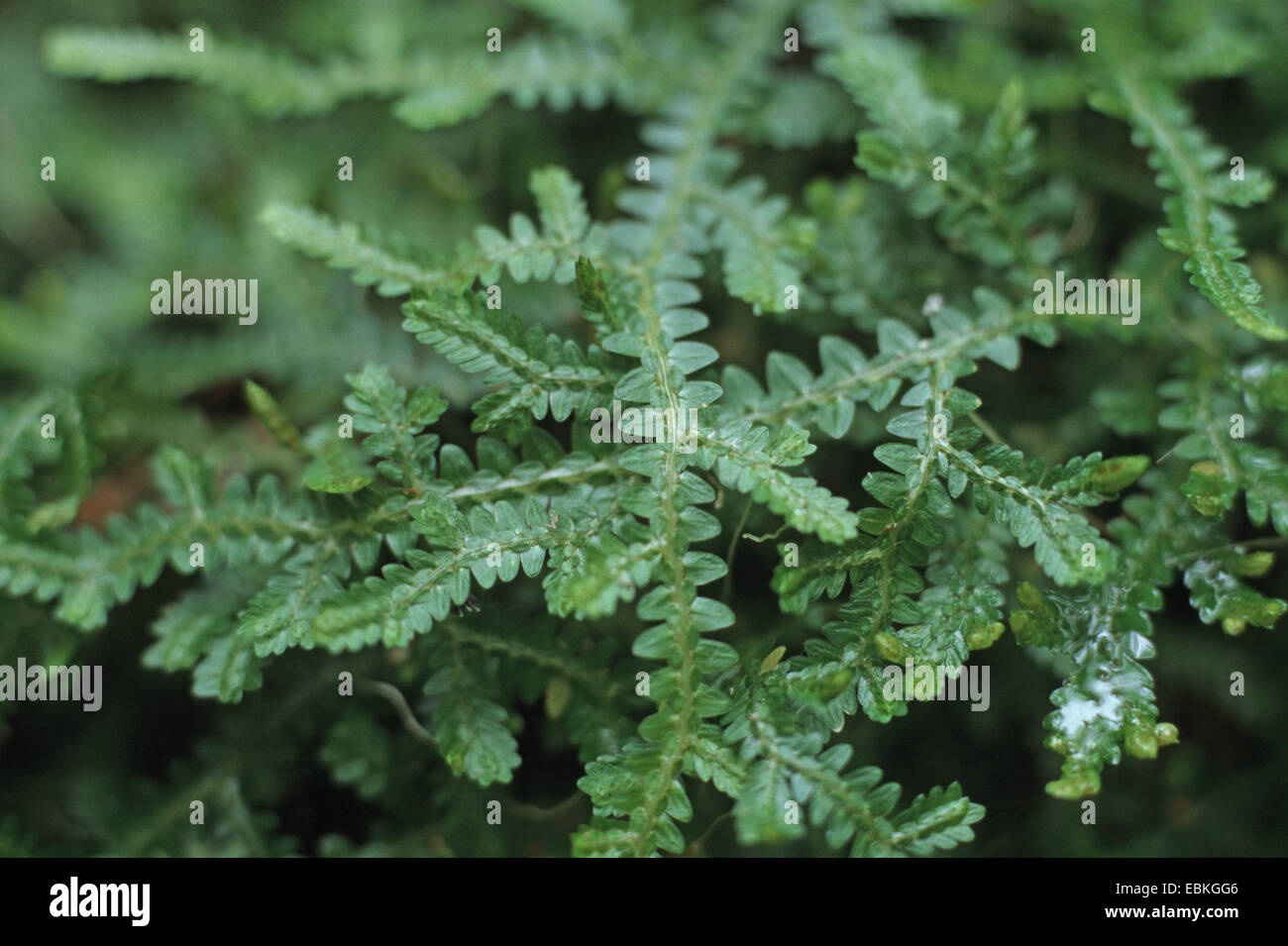Clubmoss (Selaginella serpens), branchlets Stock Photo