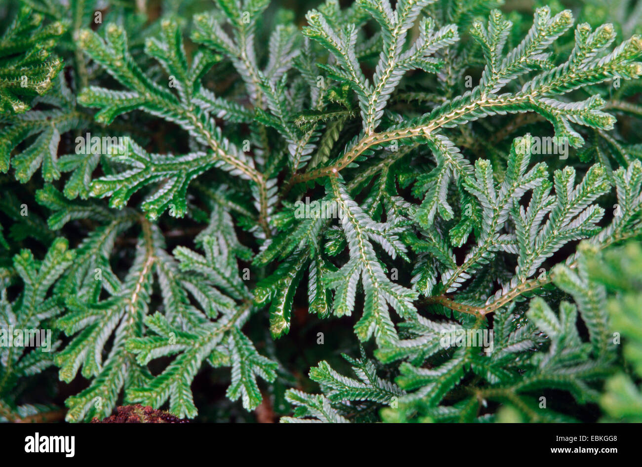 Spike Moss, Spikemoss, Creeping Moss, Selaginella convoluta (Selaginella convoluta), branchlets Stock Photo