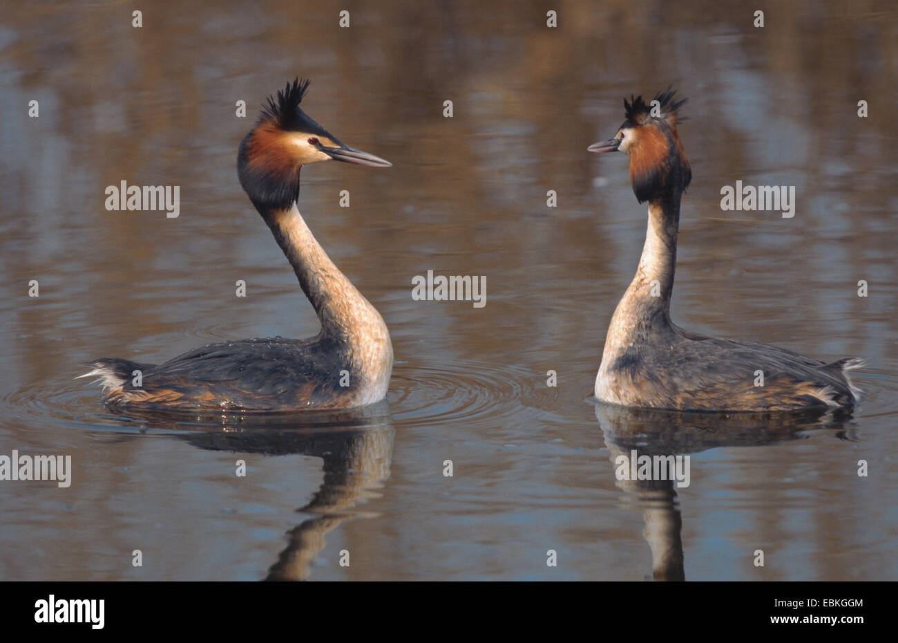 great crested grebe (Podiceps cristatus), courting, shaking heads, Netherlands Stock Photo