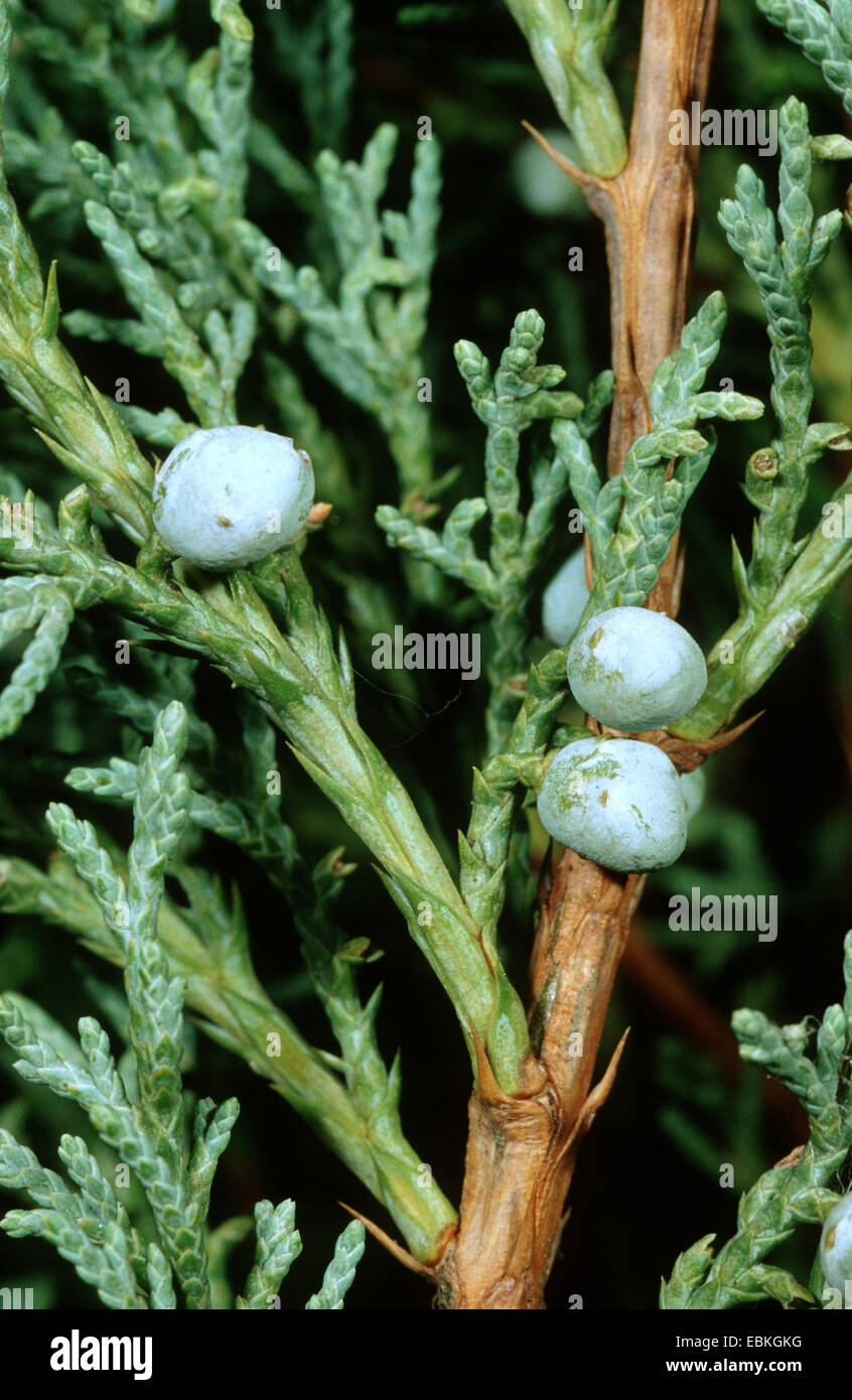 Chinese juniper (Juniperus chinensis 'Hetzii', Juniperus chinensis Hetzii), cultivar Hetzii, branch with seeds Stock Photo