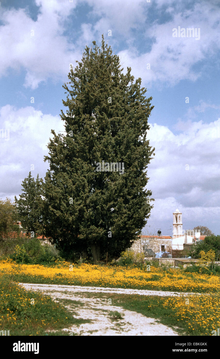Greek juniper (Juniperus excelsa), single tree, Cyprus Stock Photo