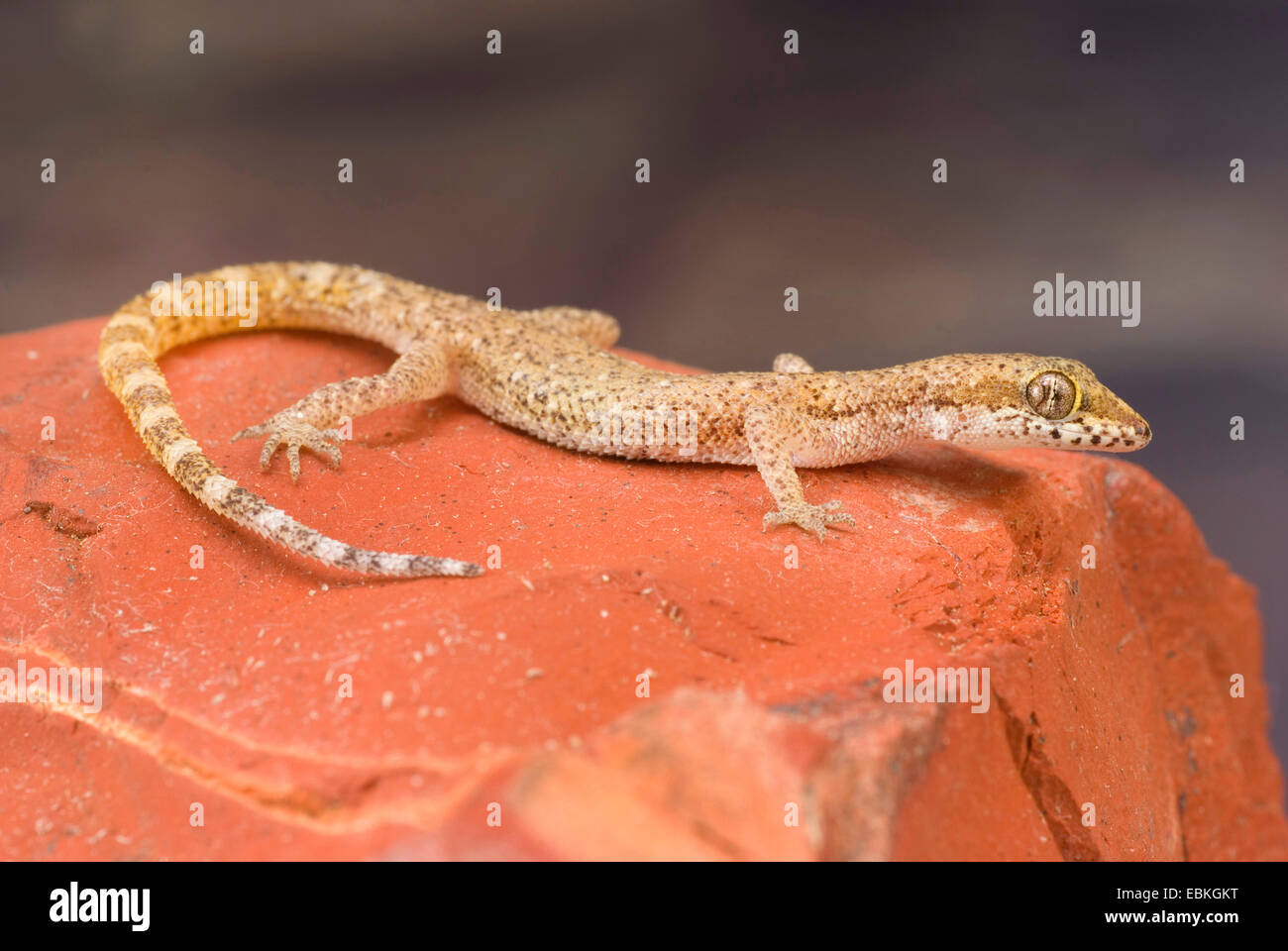 Northern Sand Gecko, Tripoli Gecko (Tropiocolotes tripolitanus), side view Stock Photo