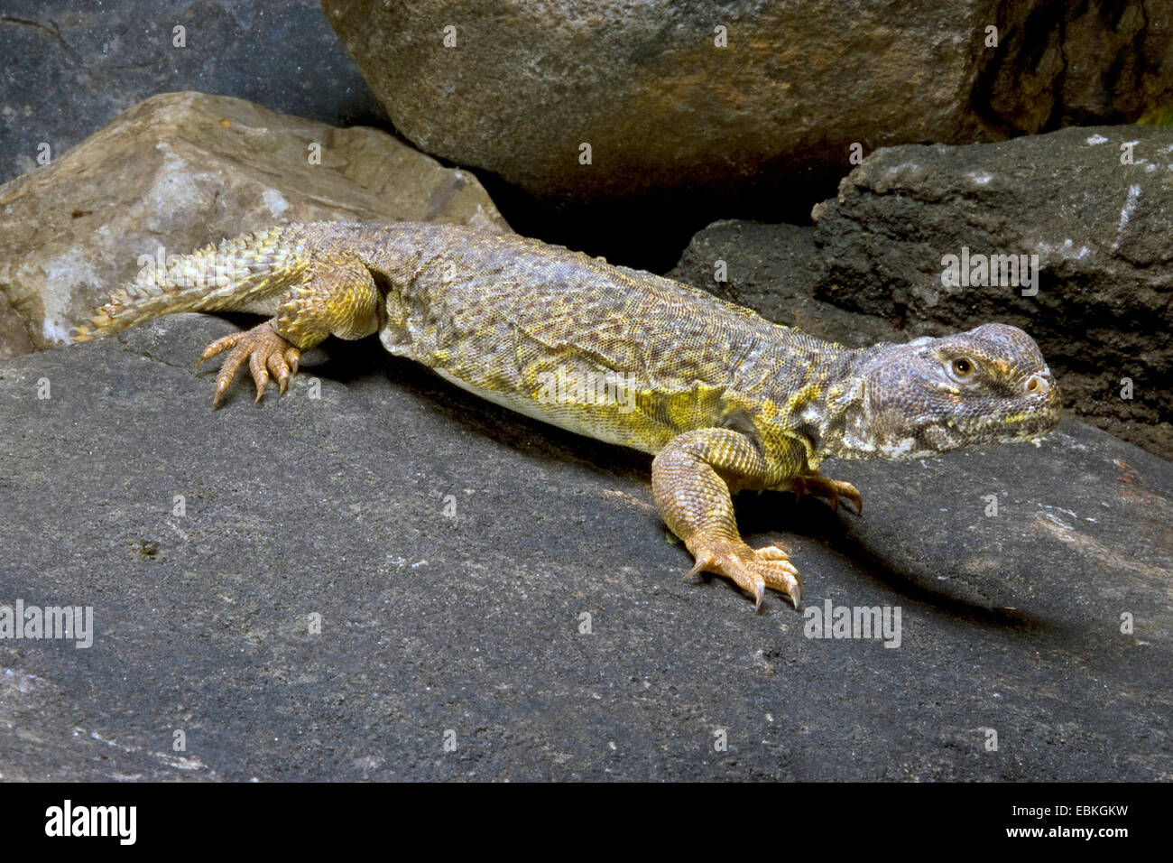 Sudan Mastigure, Mali Uromastyx, Spiny-tailed lizard (Uromastyx dispar), on a stone Stock Photo