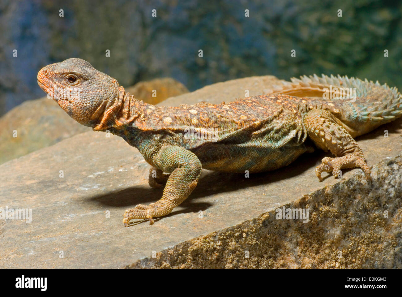 Ornate Uromastyx (Uromastyx ocellata), on a stone Stock Photo