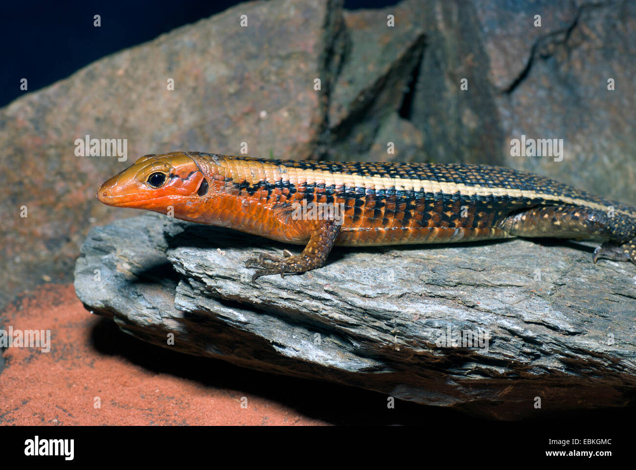 Western girdled lizard (Zonosaurus laticaudatus), side view Stock Photo
