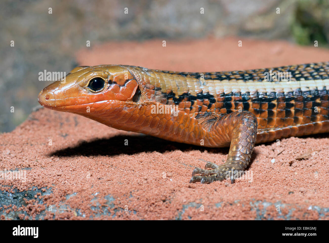 Western girdled lizard (Zonosaurus laticaudatus), portrait Stock Photo