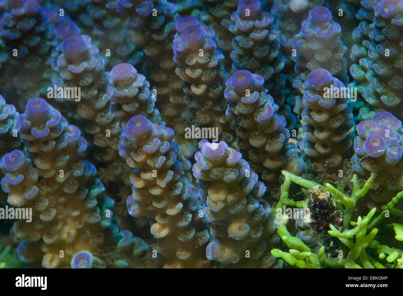 Stony coral (Acropora millepora), colony Stock Photo