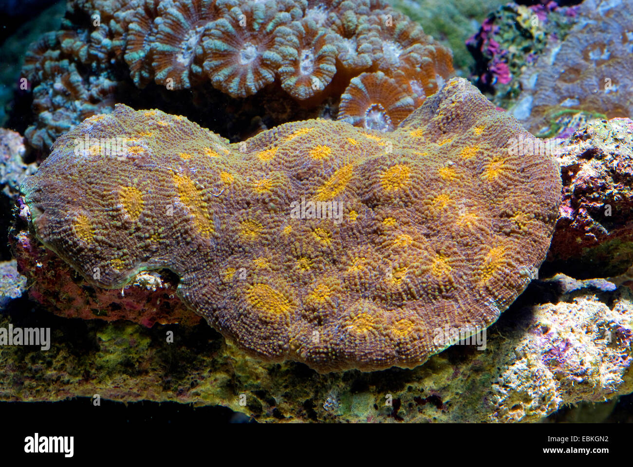 Stony coral (Acanthastrea spec.), close-up view Stock Photo