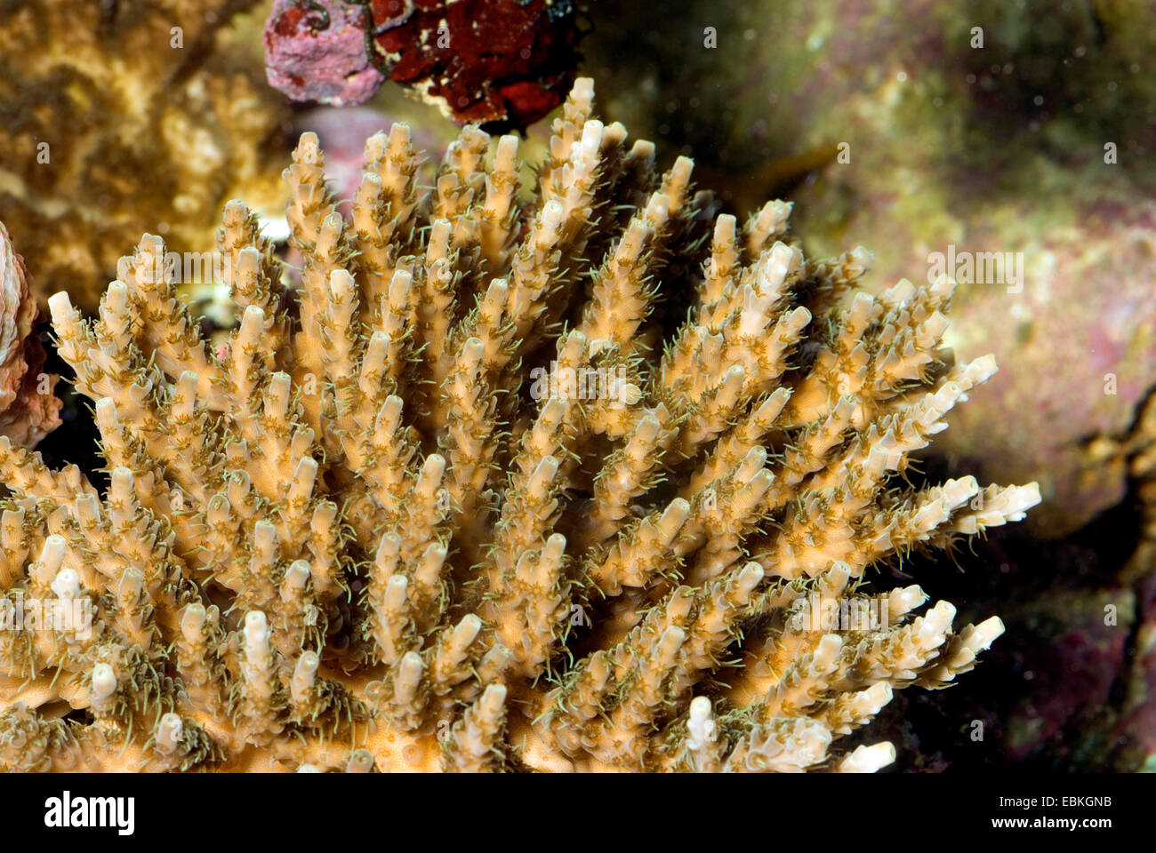 Stony coral (Acropora selago), colony Stock Photo