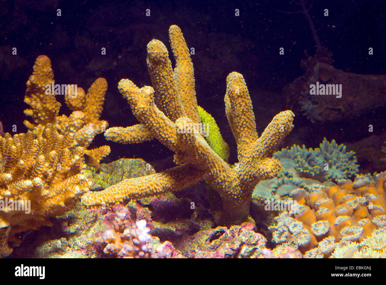 Stony coral (Acropora spec.), colony Stock Photo