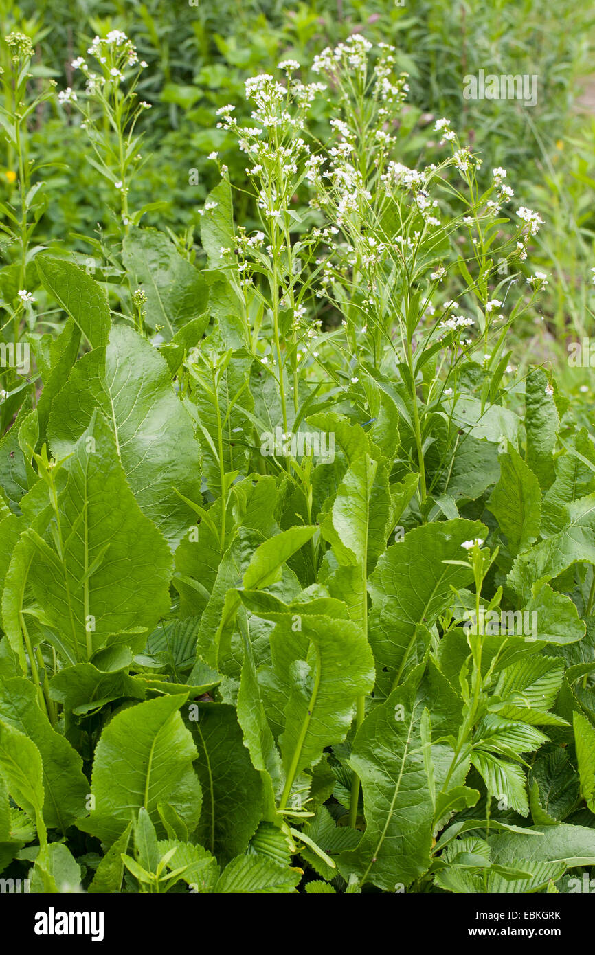 Horseradish plant hires stock photography and images Alamy