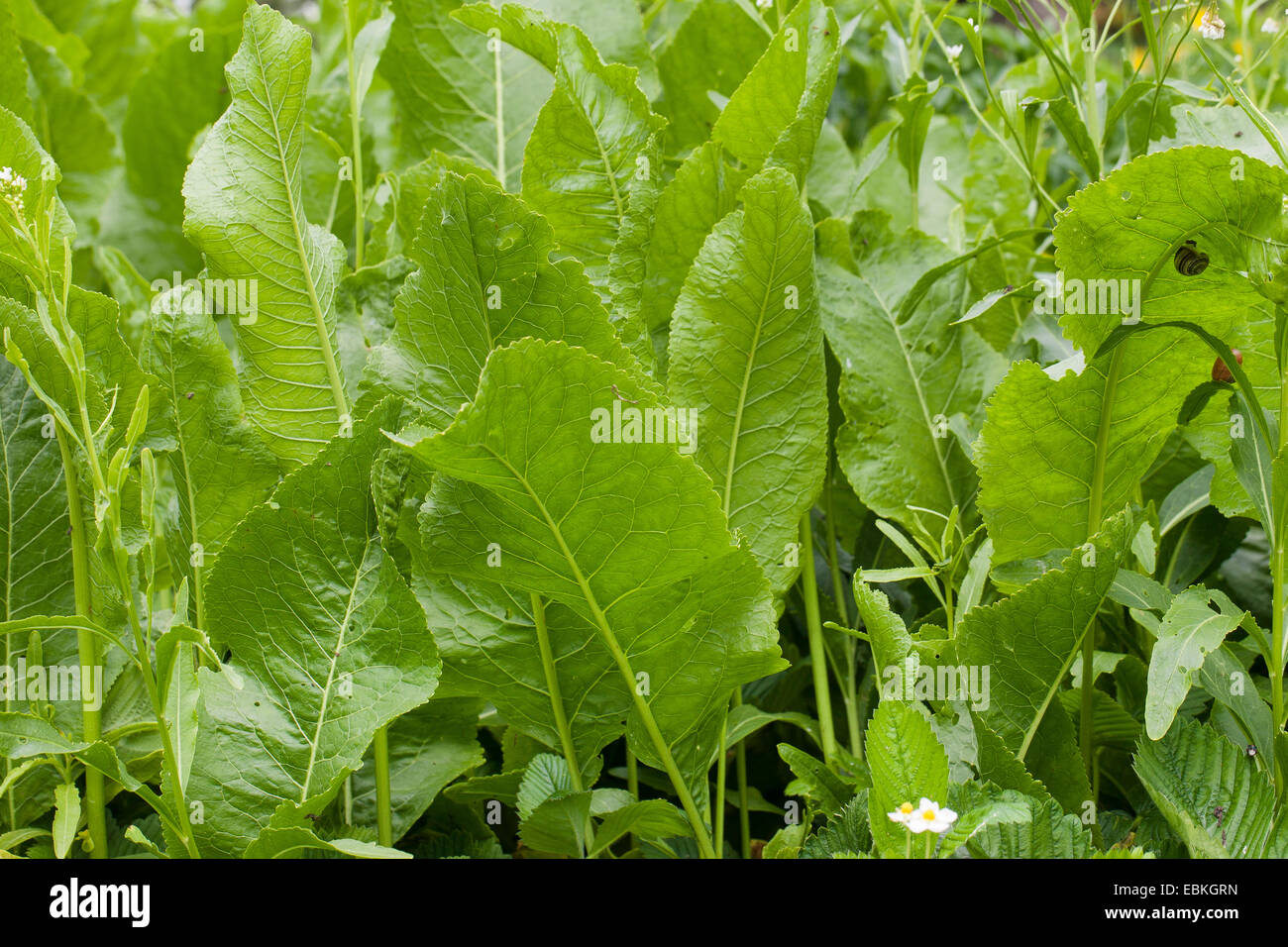 Horseradish, Horse-radish (Armoracia rusticana, Cochlearia armoracia), leaves, Germany Stock Photo