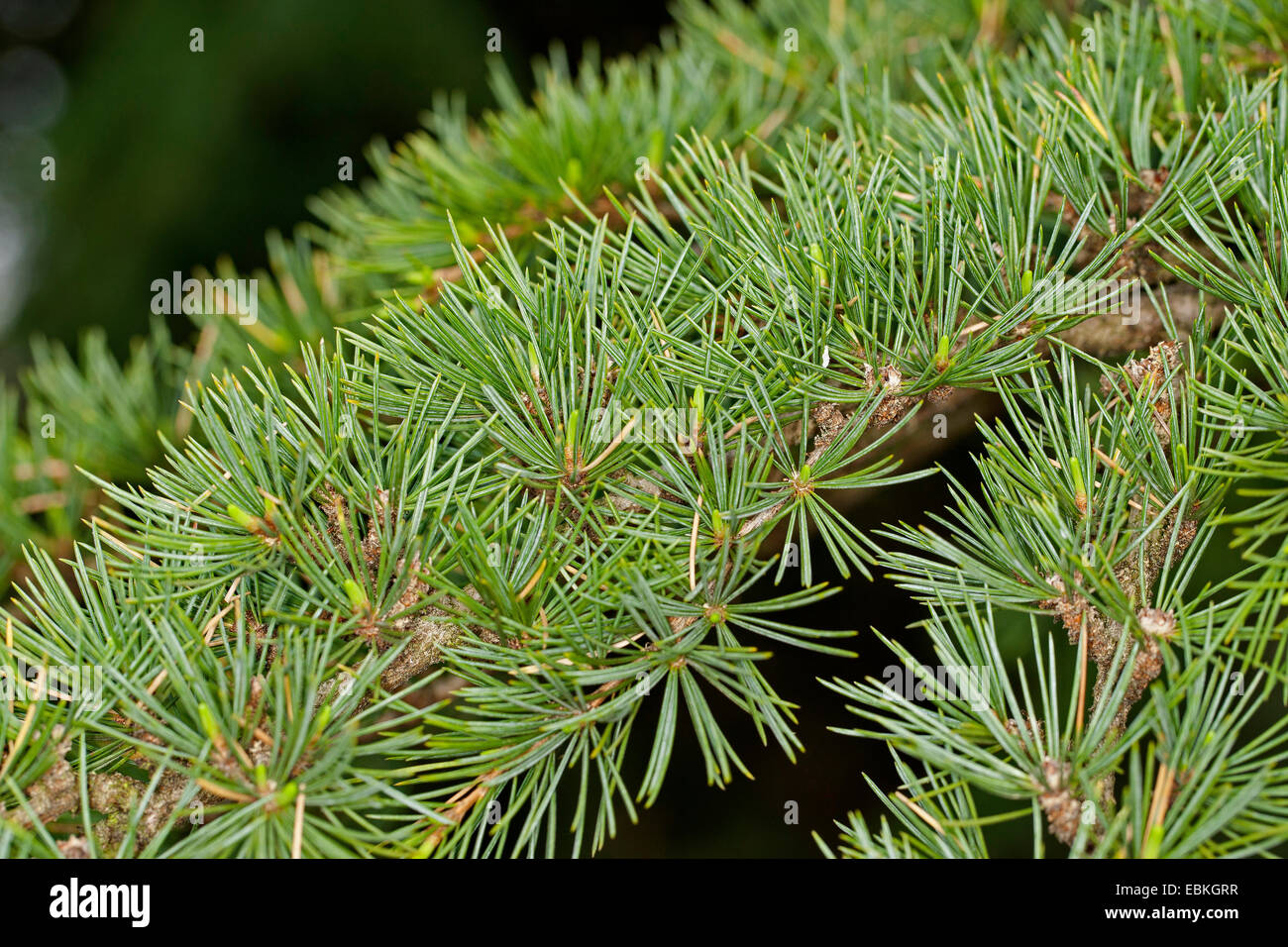 Cedar of Lebanon, Lebanon cedar (Cedrus libani, Cedrus libanotica ...