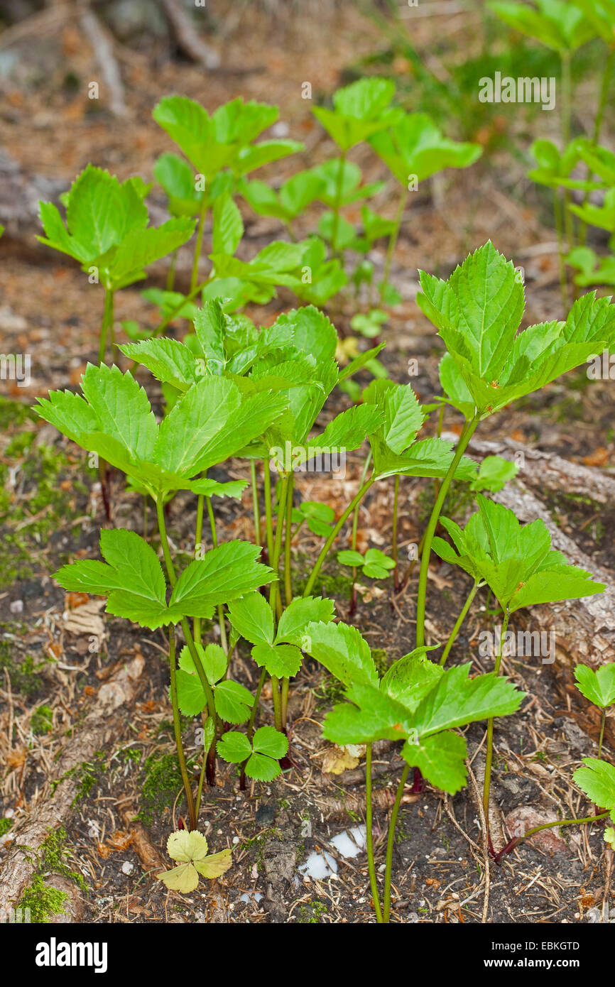 Masterwort, Master-wort (Peucedanum ostruthium, Imperatoria ostruthium), leaves, Germany Stock Photo