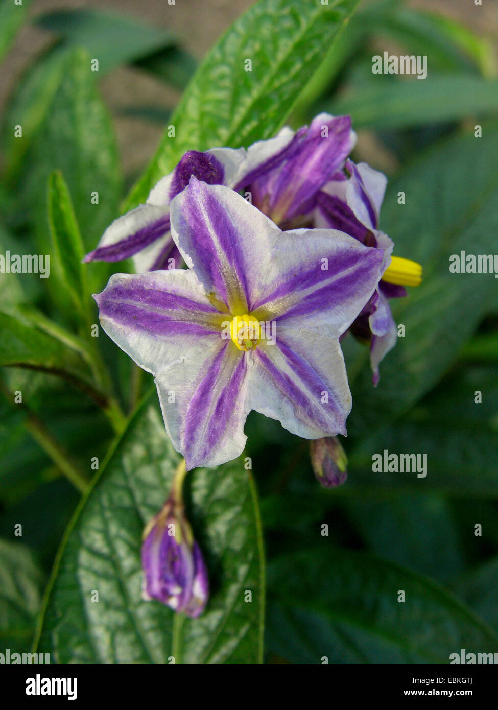 Pepino, Melon pear (Solanum muricatum), flower Stock Photo