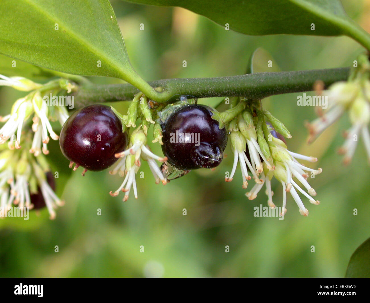 Sweet Box (Sarcococca humilis, Sarcococca hookeriana var. humilis), branch with flowers anf fruits Stock Photo