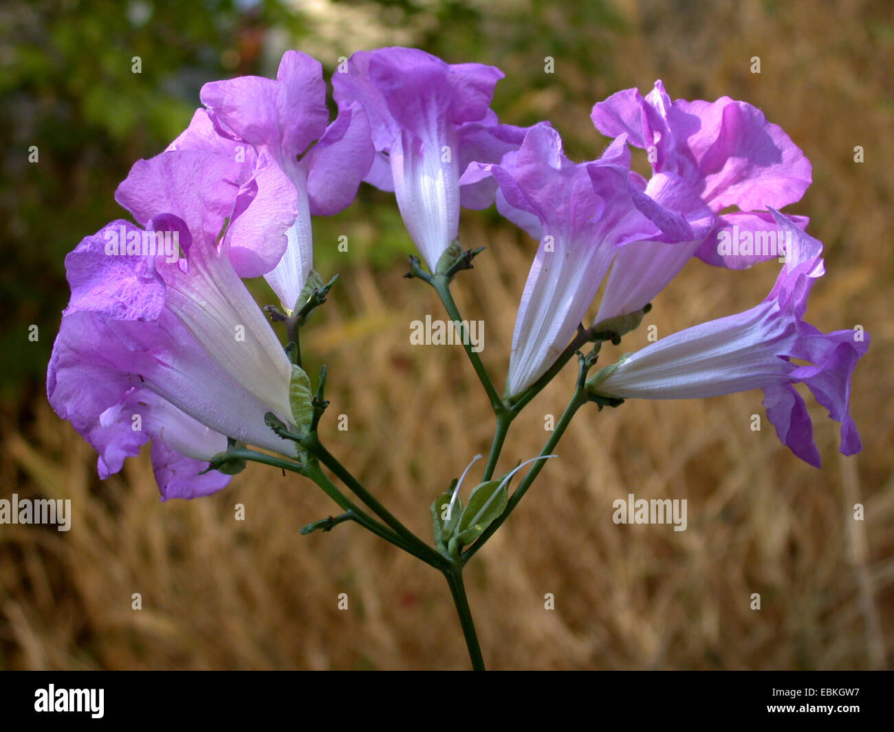 Podranea, Pink Trumpet Vine, Bignone Rose (Podranea ricasoliana