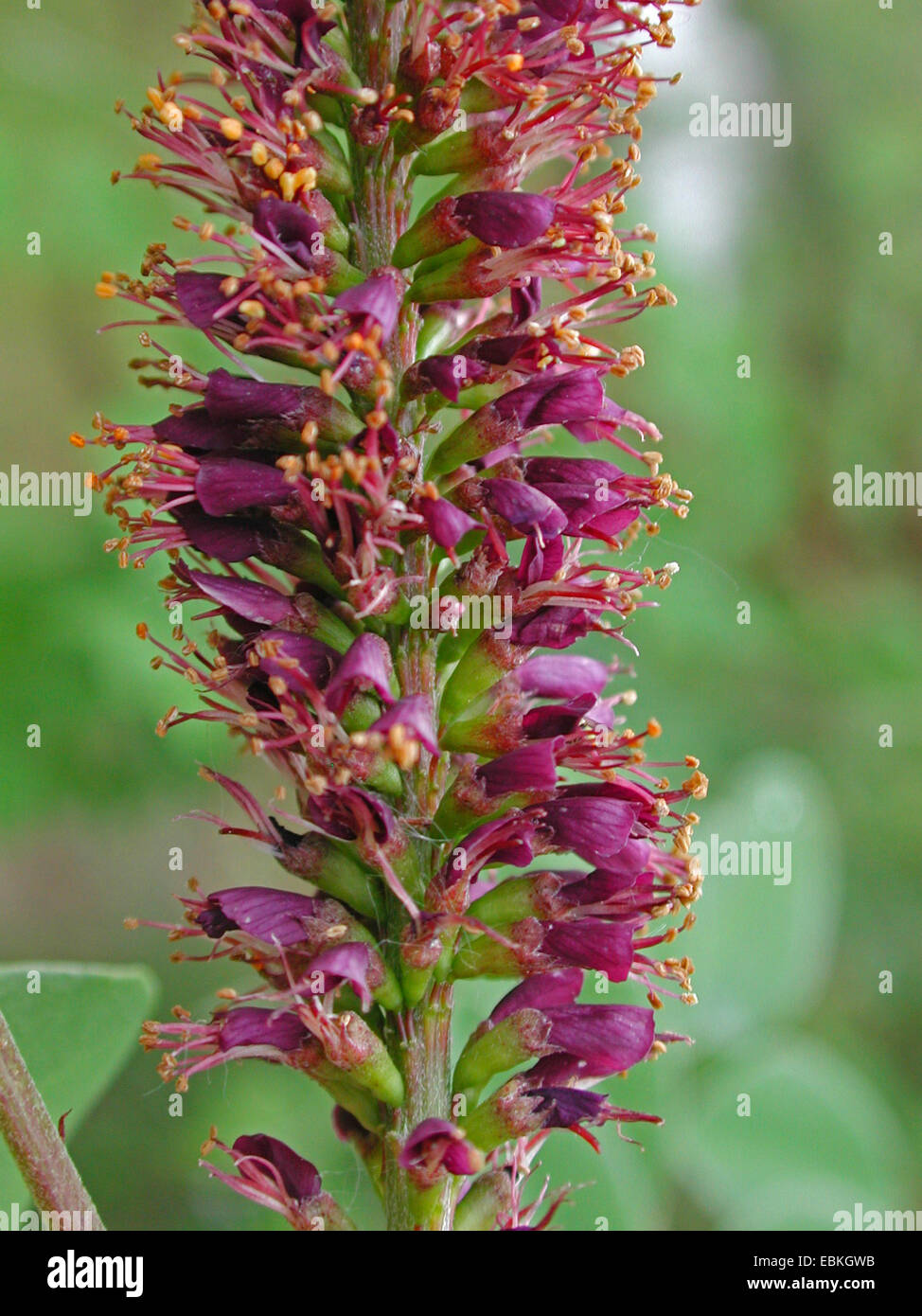 false indigo-bush, desert false indigo (Amorpha fruticosa), inflorescence Stock Photo