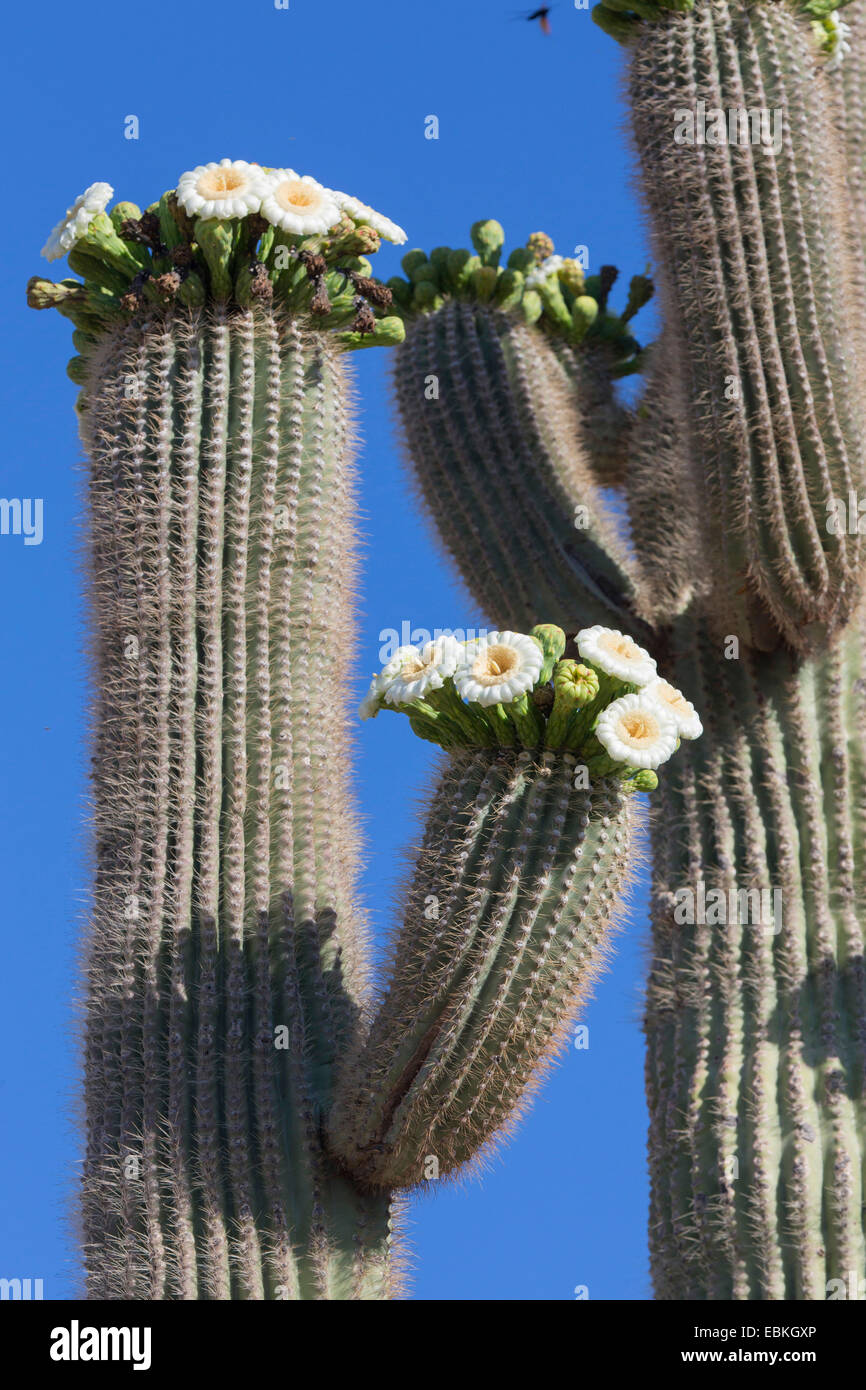 saguaro cactus (Carnegiea gigantea, Cereus giganteus), blooming, USA, Arizona, Phoenix Stock Photo