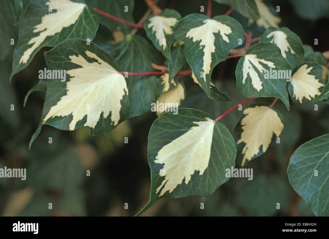 English ivy, common ivy (Hedera helix 'Goldheart', Hedera helix Goldheart), leaves, cultivar Goldheart Stock Photo