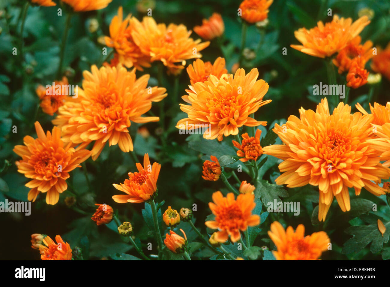Costmary, Chinese Aster, Chrysanthemum, Mum, Garden Mum (Dendranthema x grandiflorum, Dendranthema grandiflorum, Dendranthema indica, Chrysanthemum indicum, Chrysanthemum grandiflorum, Chrysanthemum x grandiflorum), blooming Stock Photo