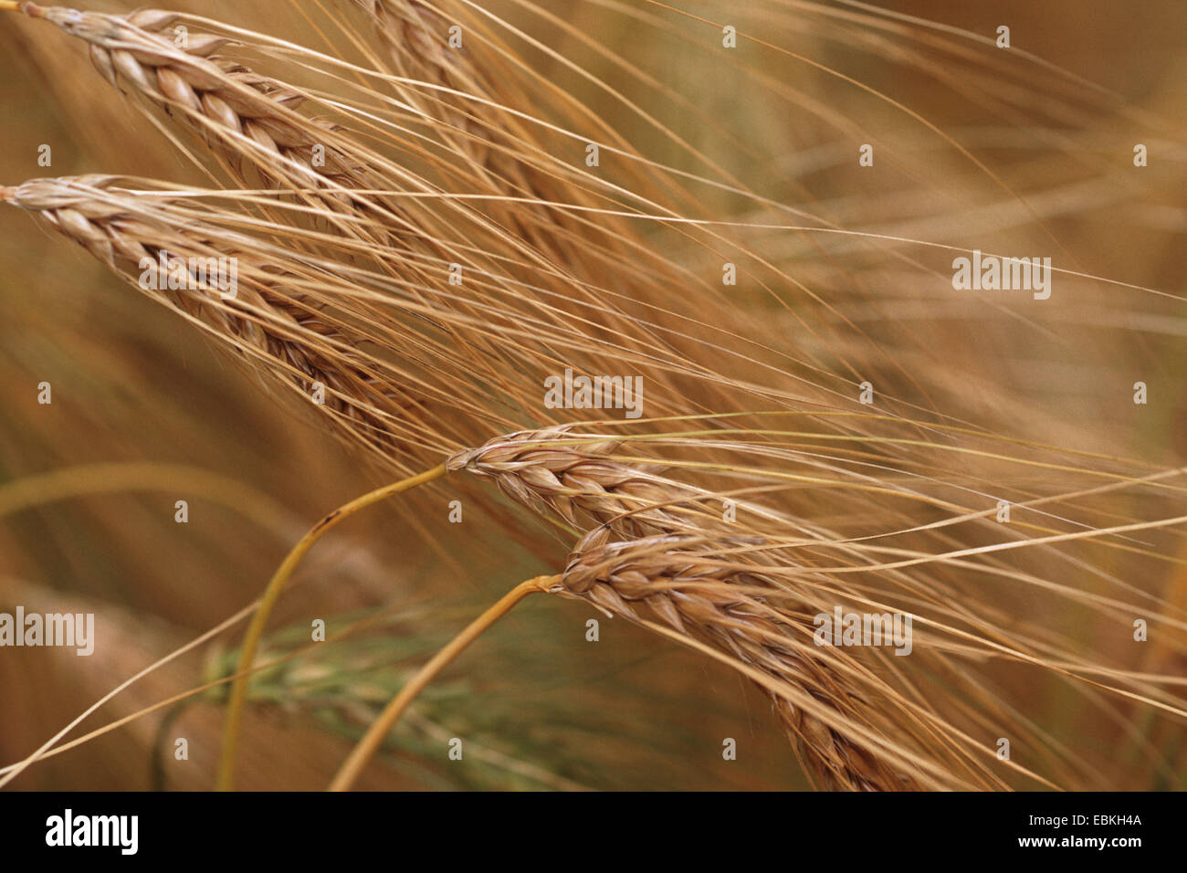 Wild six-row barley (Hordeum agriocrithon var. agriocrithon), spikes Stock Photo