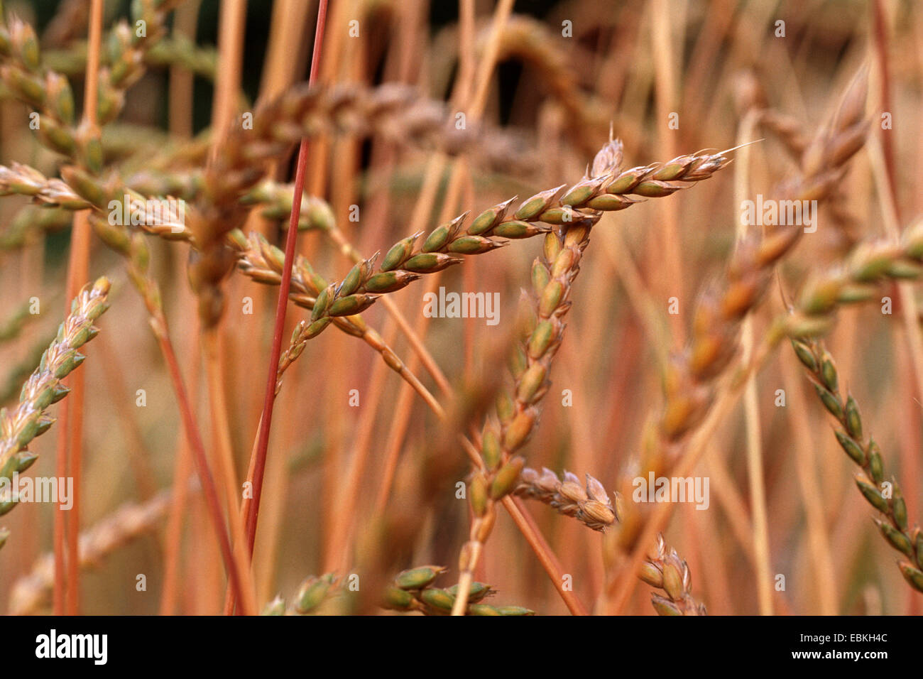 spelt wheat (Triticum spelta), field Stock Photo