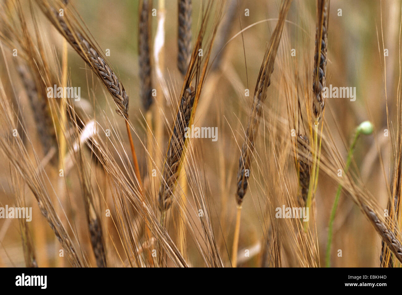 barley (Hordeum distichon var. persicum, Hordeum vulgare ssp. distichon var. persicum), spikes Stock Photo