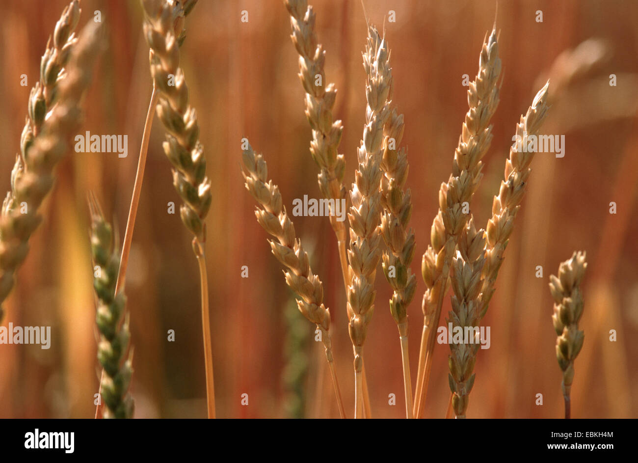 spelt wheat (Triticum spelta), ripe spikes, Germany Stock Photo