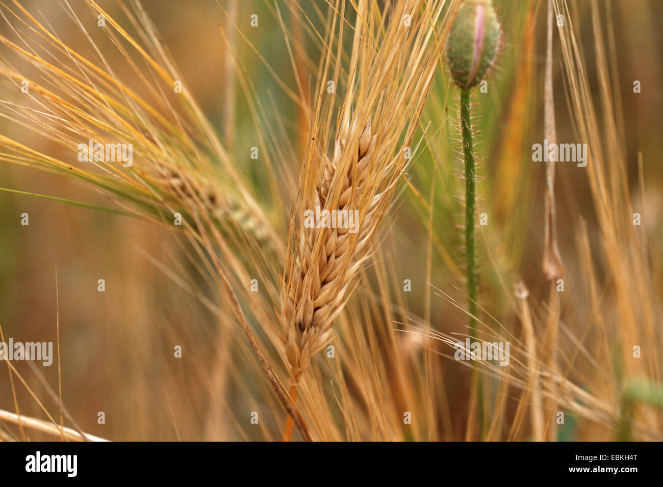 Barley, Hordeum eurylepis (Hordeum vulgare convar. vulgare var. eurylepis, Hordeum vulgare var. eurylepis, Hordeum eurylepis), spikes Stock Photo
