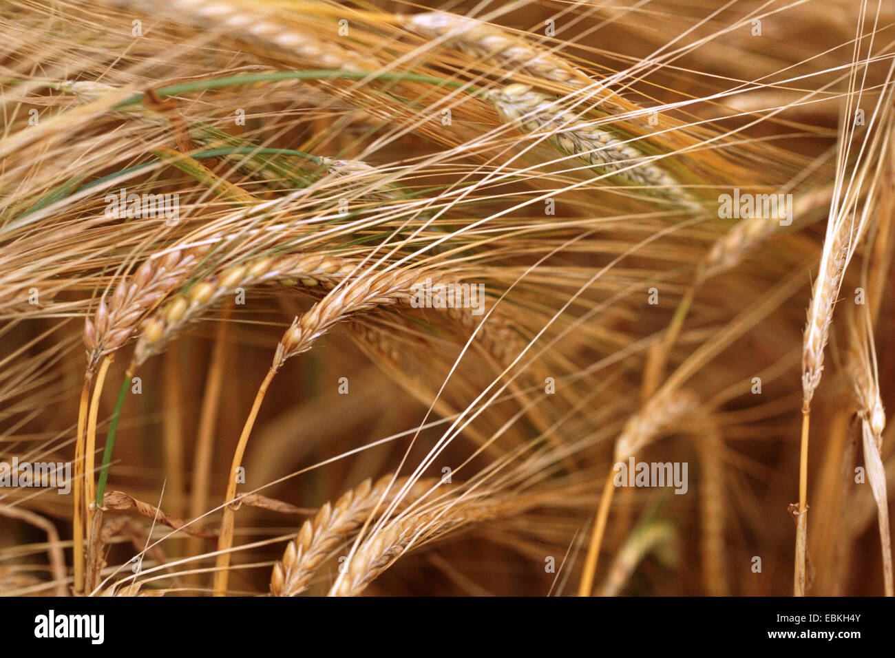barley cultivar (Hordeum bulgare 'Brewers Favorite', Hordeum bulgare Brewers Favorite), spikes Stock Photo