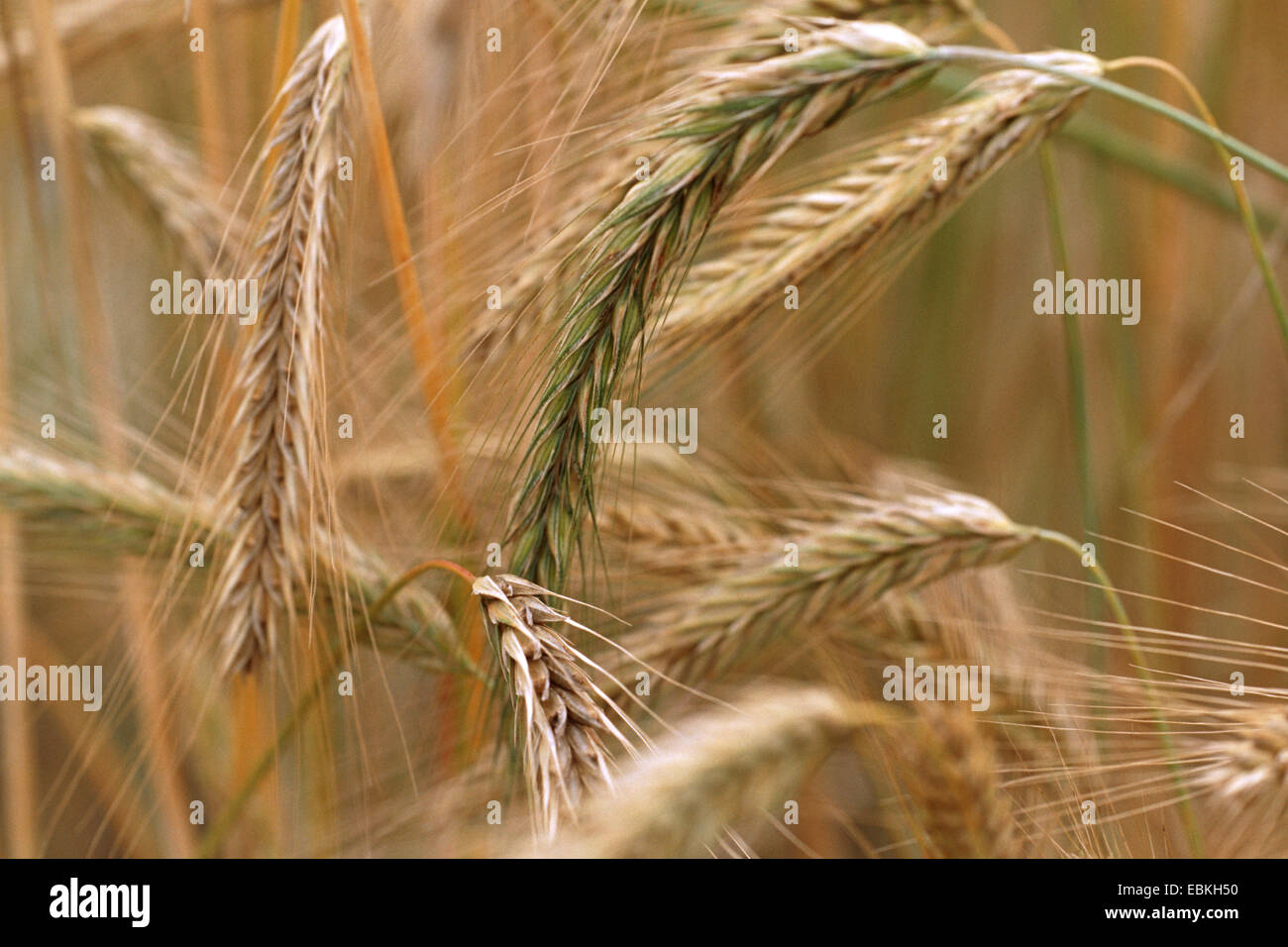 cultivated rye (Secale cereale 'Afghanicum', Secale cereale Afghanicum), cultivar Afghanicum Stock Photo