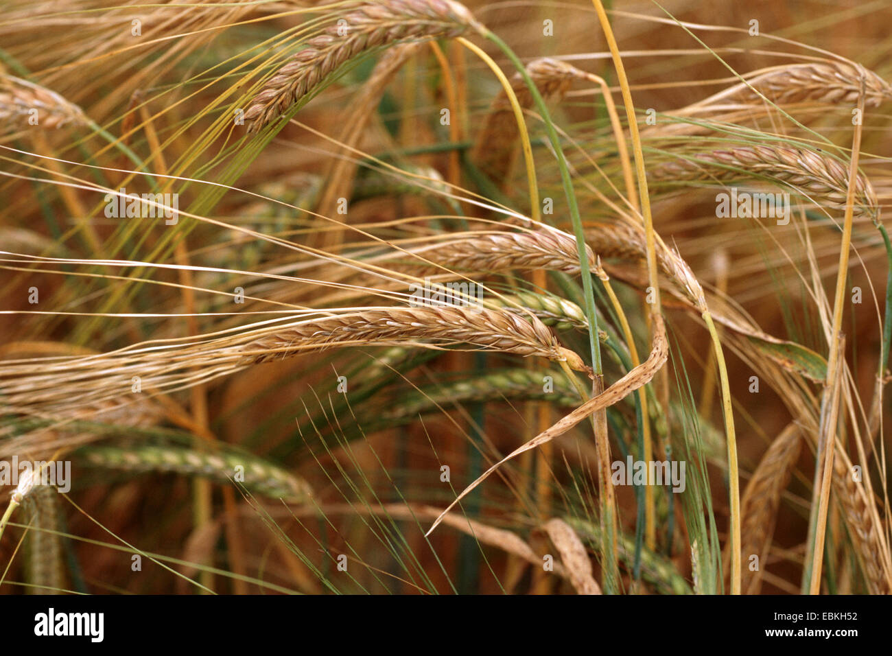 barley cultivar (Hordeum distichon var. nutans, Hordeum vulgare ssp. distichon var. nutans, Hordeum vulgare convar. distichon var. nutans), spikes Stock Photo