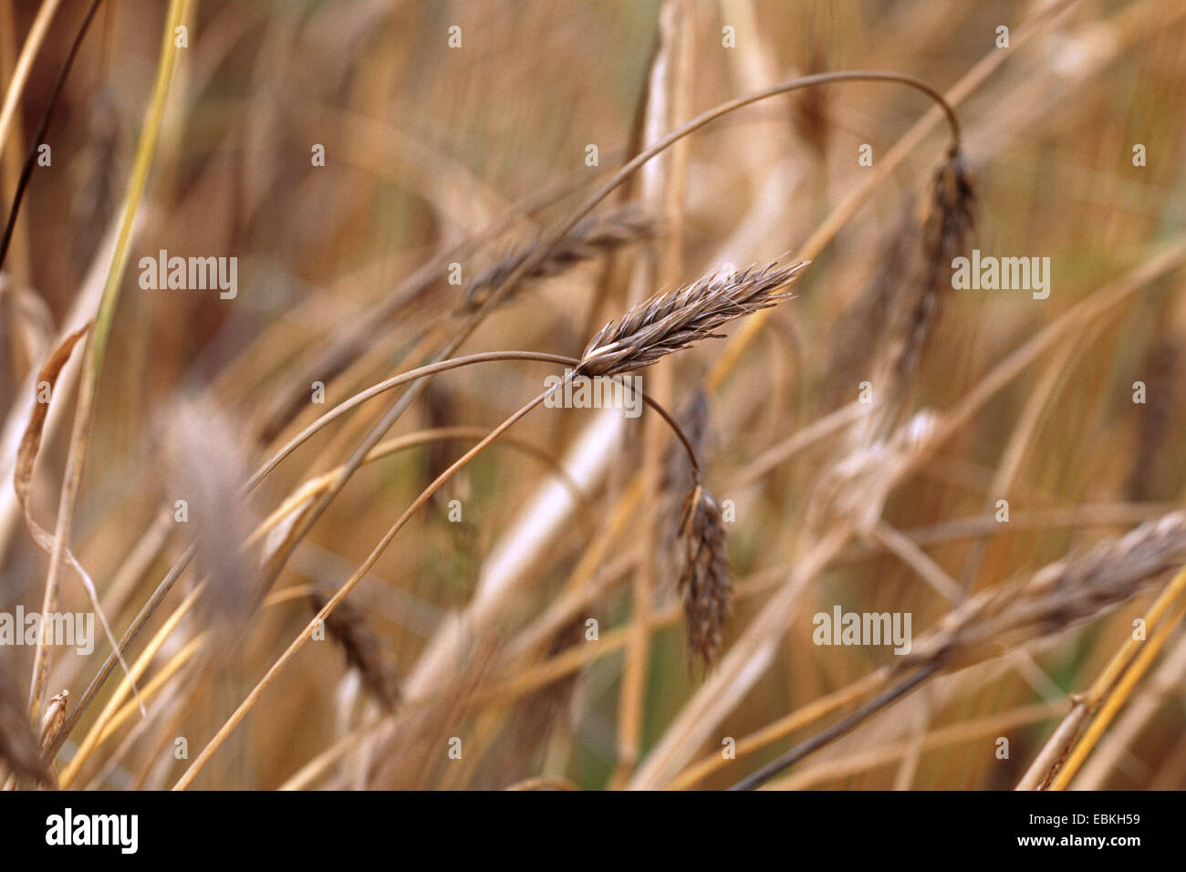 barley cultivar (Hordeum vulgare convar. intermedium var. atratum, Hordeum vulgare var. atratum), spikes Stock Photo