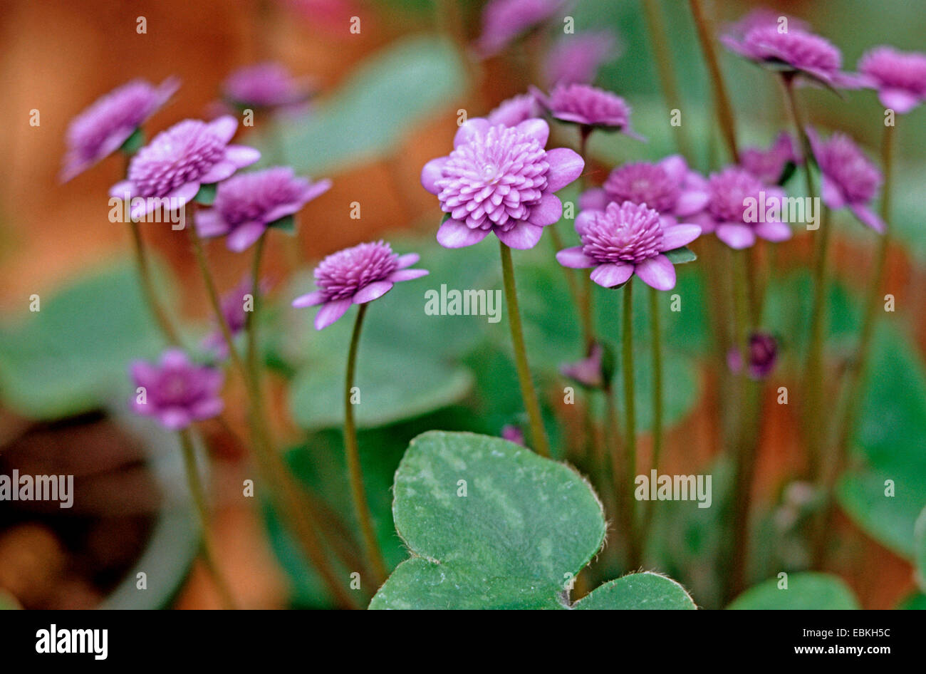 hepatica liverleaf, American liverwort (Hepatica japonica 'Touhou', Hepatica japonica Touhou), blooming, cultivar Touhou Stock Photo