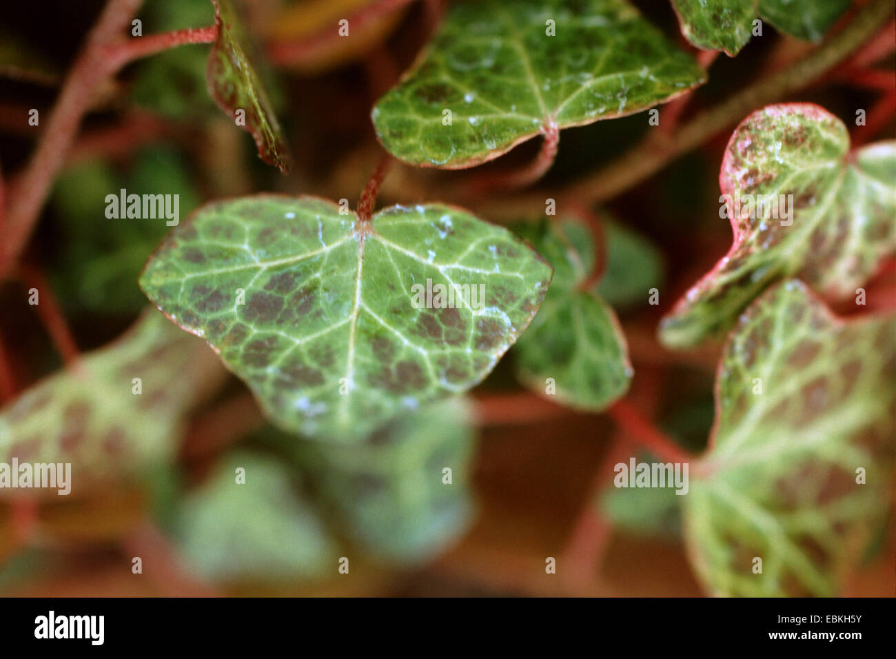 English ivy, common ivy (Hedera hibernica 'Tess', Hedera hibernica Tess), cultivar Tess Stock Photo