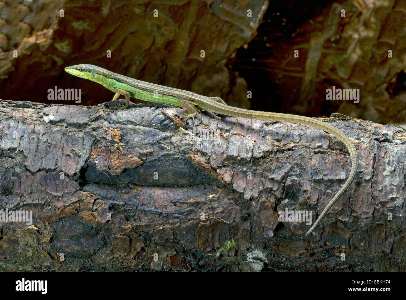 Asian grass lizard, Striped Grass Lizard (Takydromus sexlineatus), sitting on a stem Stock Photo