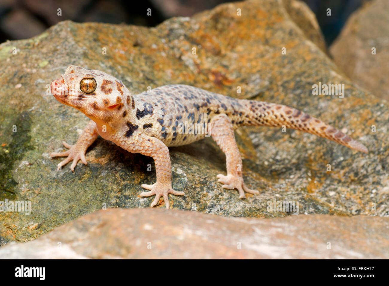 Roborowski's Frog Eyed Gecko (Teratoscincus roborowski), on a stone Stock Photo