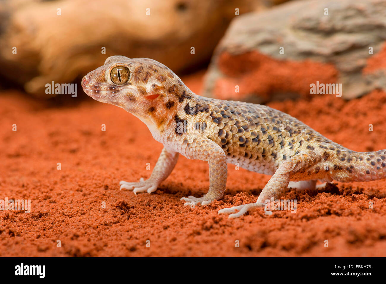 Roborowski's Frog Eyed Gecko (Teratoscincus roborowski), on red sand Stock Photo